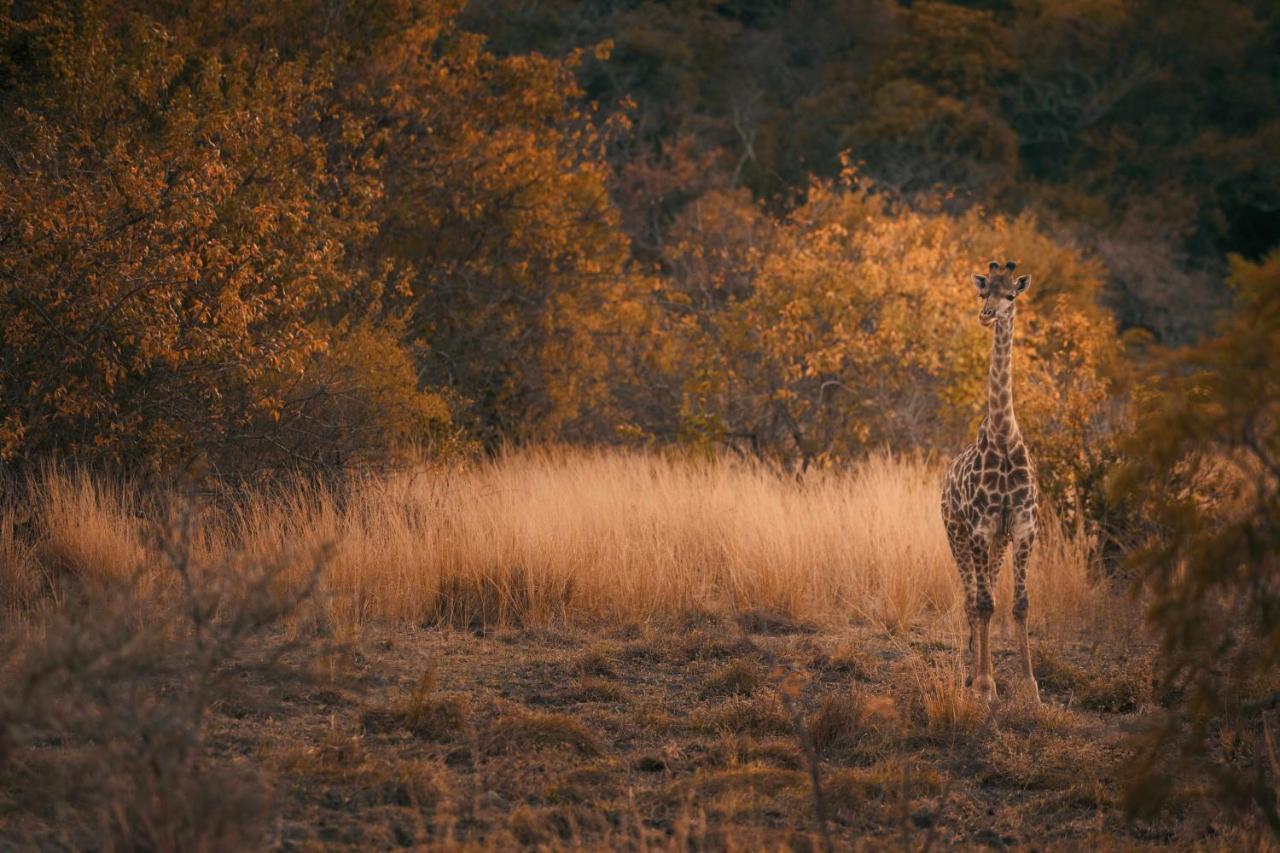 Villa Leshiba Wilderness Louis Trichardt Esterno foto