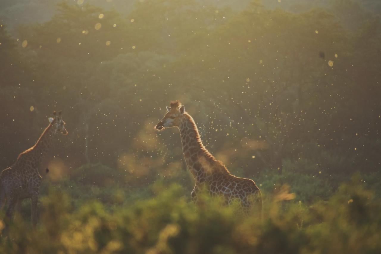 Villa Leshiba Wilderness Louis Trichardt Esterno foto