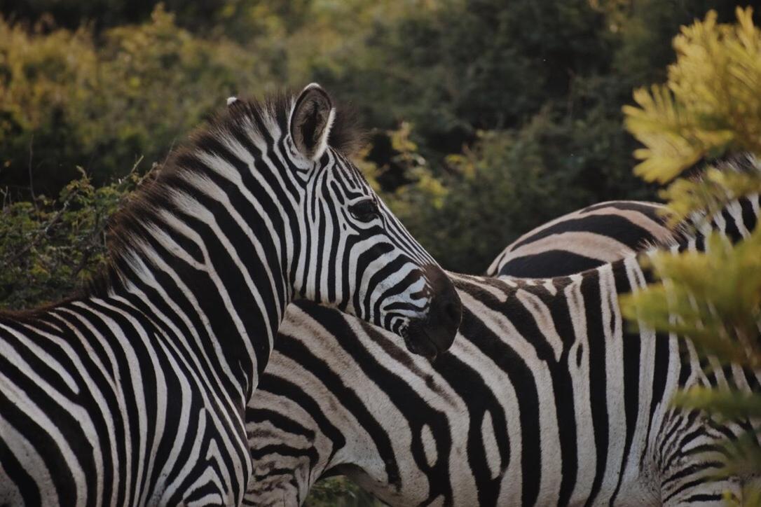 Villa Leshiba Wilderness Louis Trichardt Esterno foto